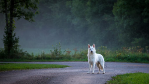 Dog spooked